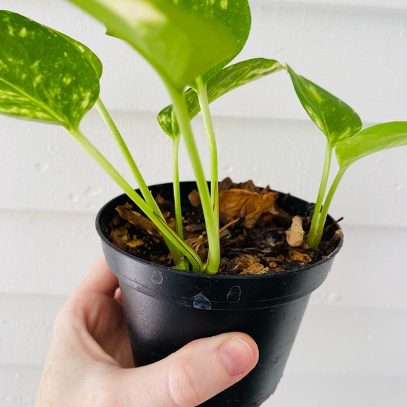 Golden Pothos in Nursery Pot - Picture 4 of 6